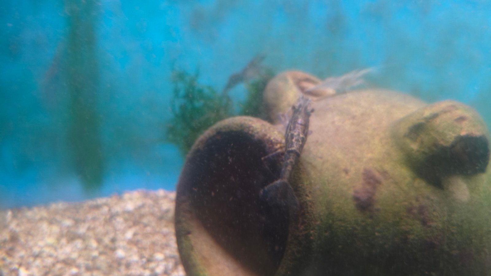 Rood schaar garnalen, Kreeft, Krab of Garnaal, Zoetwatervis