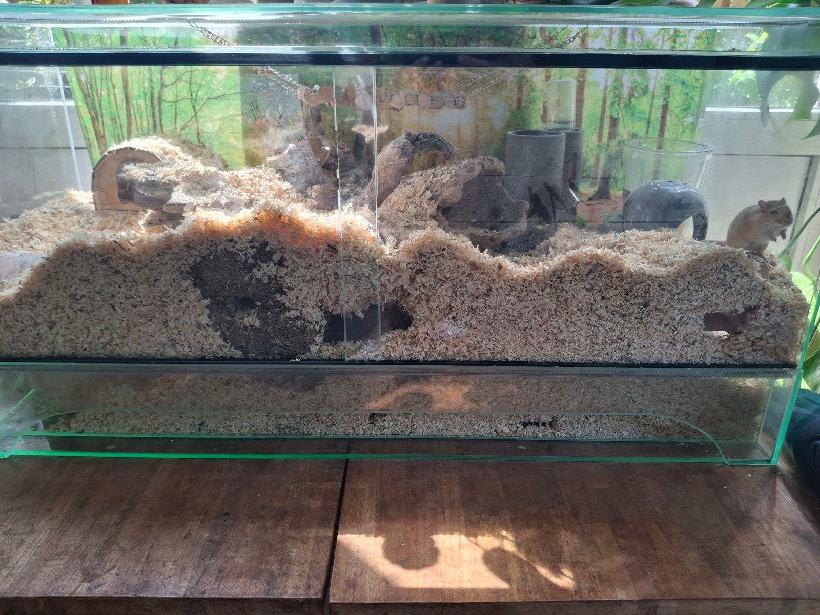 Gerbil inclusief hok, Ophalen, Gebruikt, 60 tot 90 cm, Muis