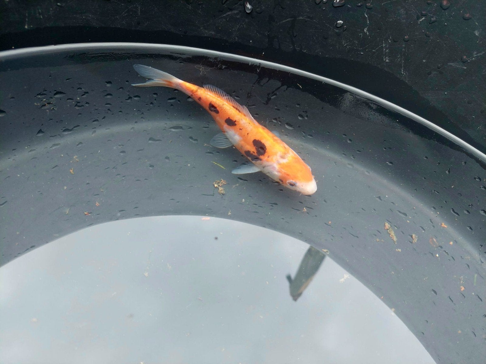 Beni Kumonryu – 20 cm – Ikarashi.O, Karper of Koi