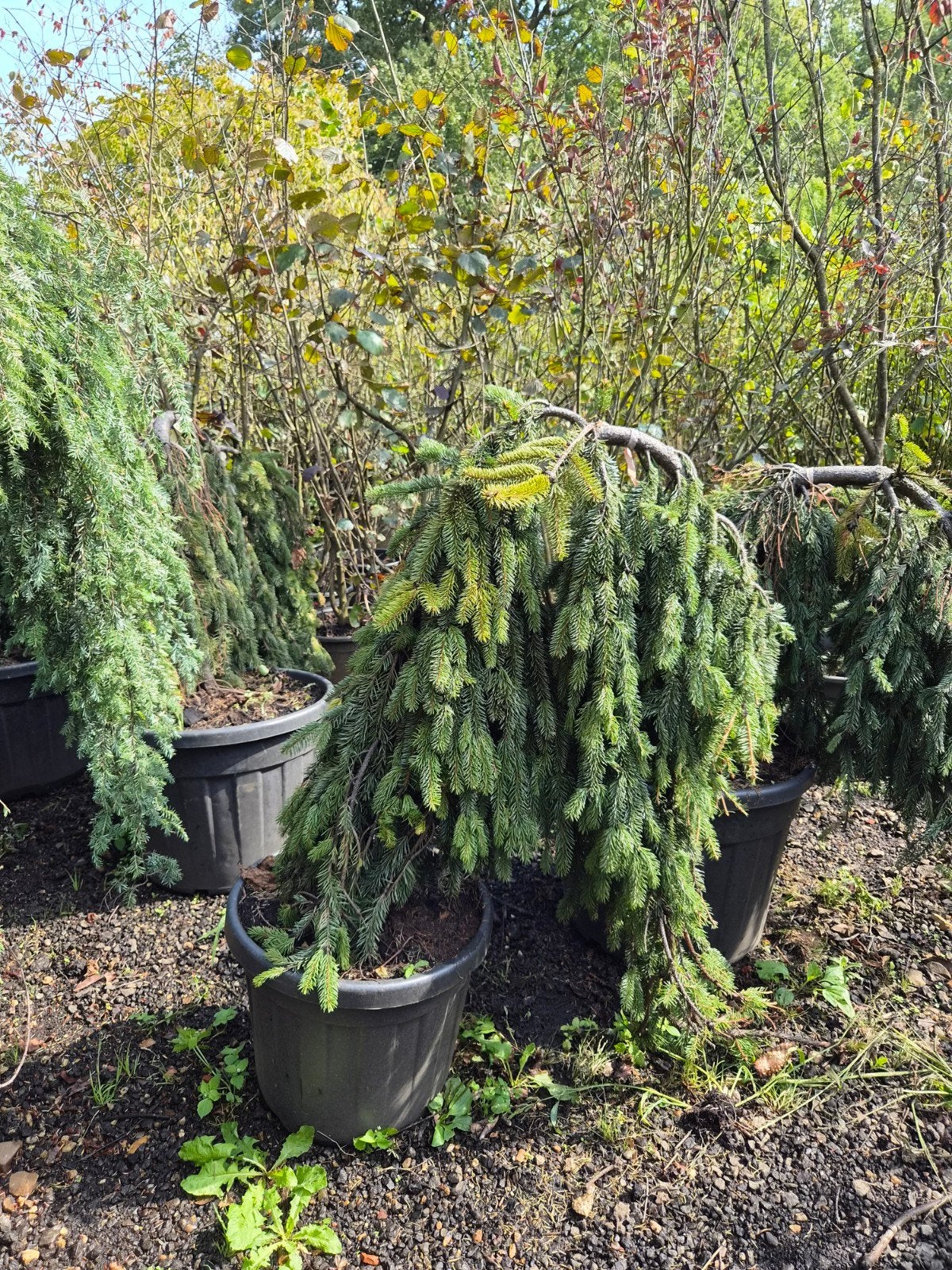 Picea Inversa - Treurvormige Spar in Pot, Bloeit niet, Treurboom, 100 tot 250 cm, Ophalen