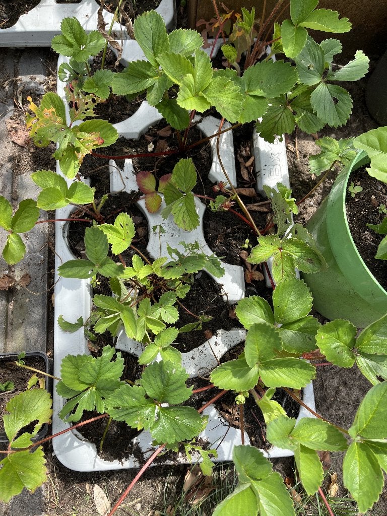 aardbeienplantjes (doordragers), Ophalen, Vaste plant, Fruitplanten, Volle zon