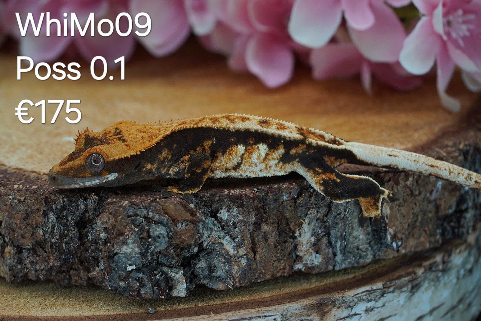 Wimpergekko C.Ciliatus, Hagedis, Tam, 0 tot 2 jaar
