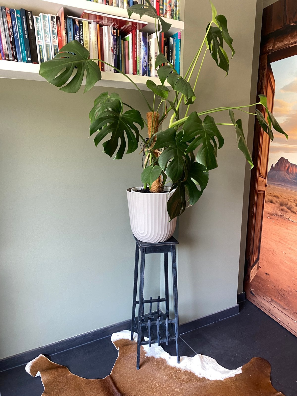 Grote Monstera - gatenplant, Huis en Inrichting, Kamerplanten, Ophalen, 100 tot 150 cm, Halfschaduw, In pot