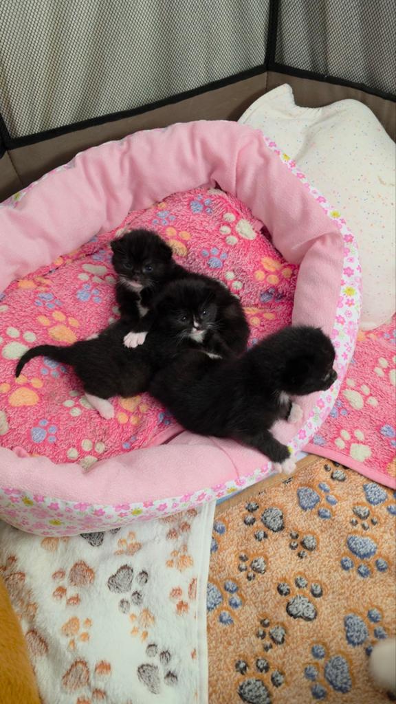 Kittens te koop, Dieren en Toebehoren, Meerdere dieren, Kortharig, 0 tot 2 jaar