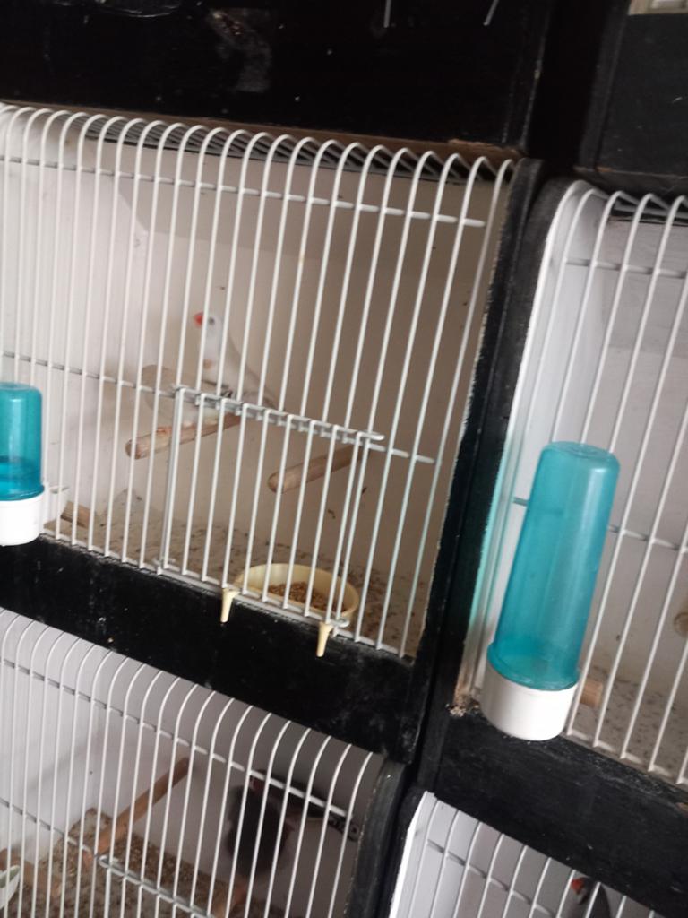 Koppels zebravinken, Dieren en Toebehoren, Vogels | Overige Vogels, Meerdere dieren