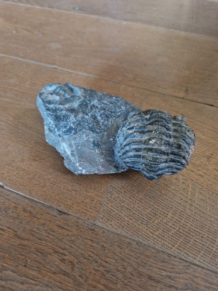 Fossiel trilobiet, Ophalen, Fossiel