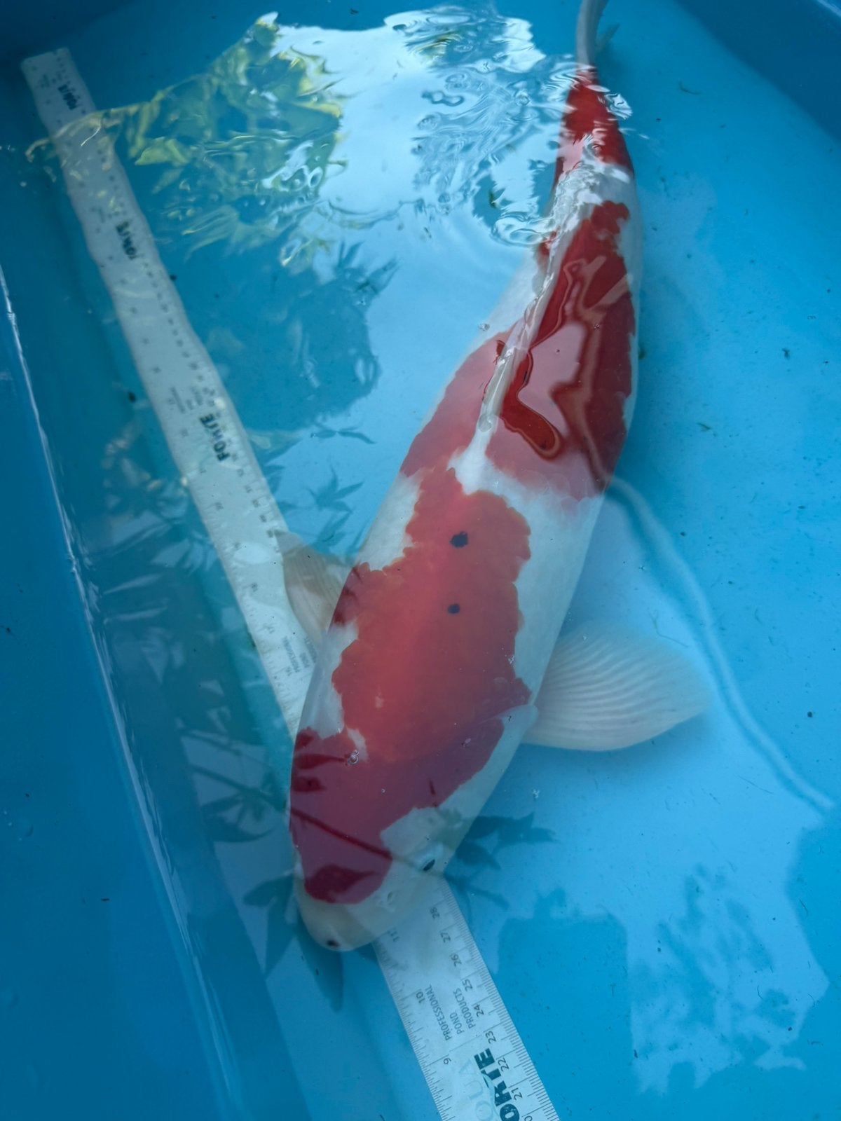 Kohaku koi, Dieren en Toebehoren, Karper of Koi