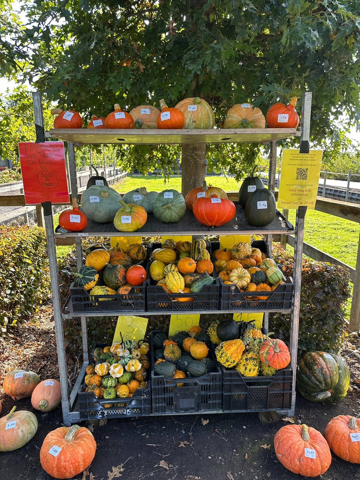 pompoenen en kalebassen, Ophalen
