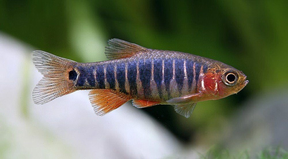 Rasbora/Danio Erythromicron Microrasbora - Emerald Rasbora, Vis