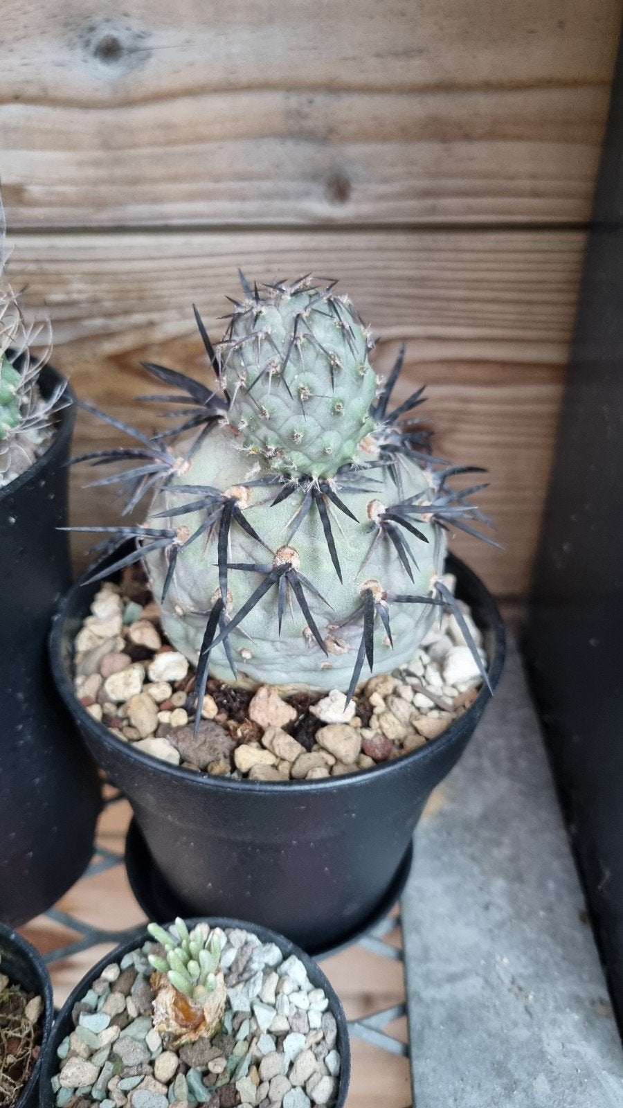 CACTUS TEPHROCACTUS DIABOLA BOL MOOIE DOORN, Ophalen of Verzenden, Cactus, Volle zon, Minder dan 100 cm
