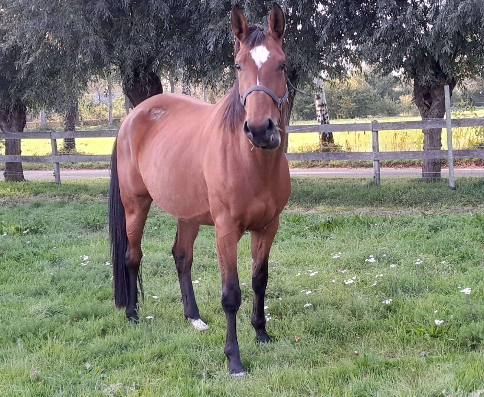 springpaard 4 jaar vader indextro, Merrie, Met stamboom, Springpaard, Zadelmak