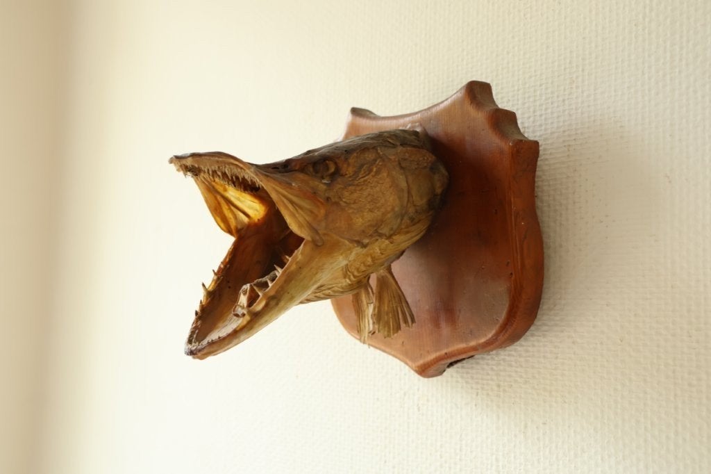 Taxidermie opgezette kop van een snoek, Ophalen of Verzenden, Gebruikt, Wild dier, Opgezet dier