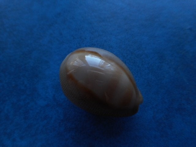 Schelpen: Cypraea schilderorum Iredale gem 28-30mm+, Ophalen of Verzenden, Schelp(en)