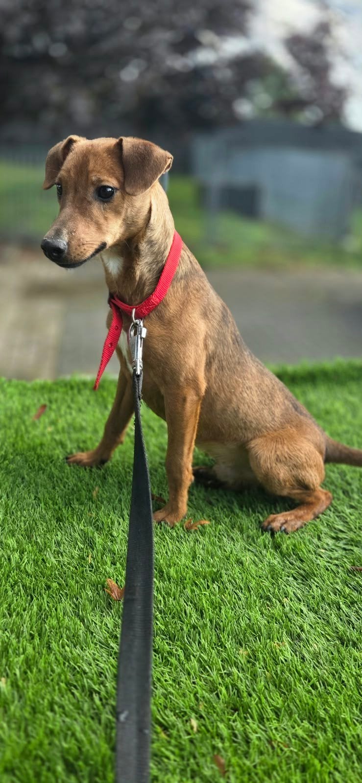 Te koop mooie Patterdale terriër reu pup, Nederland, 15 weken tot 1 jaar, Eén hond, Reu