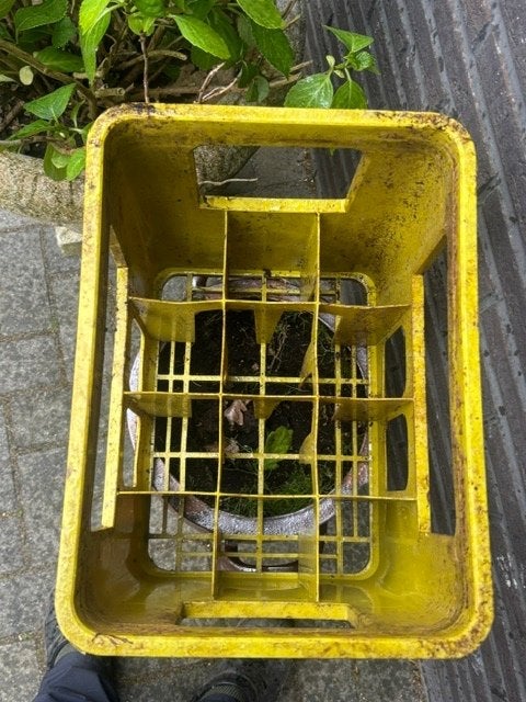 Te koop frisdrank kratten, Ophalen, Gebruikt