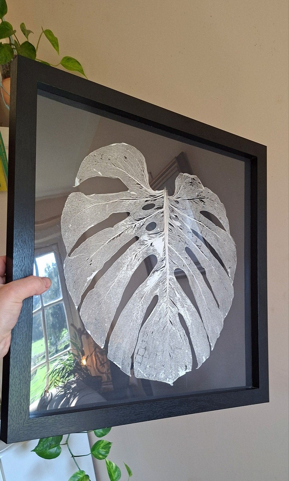 monstera bladnerf, Ophalen of Verzenden, Overige soorten, Volledige schaduw, Minder dan 100 cm