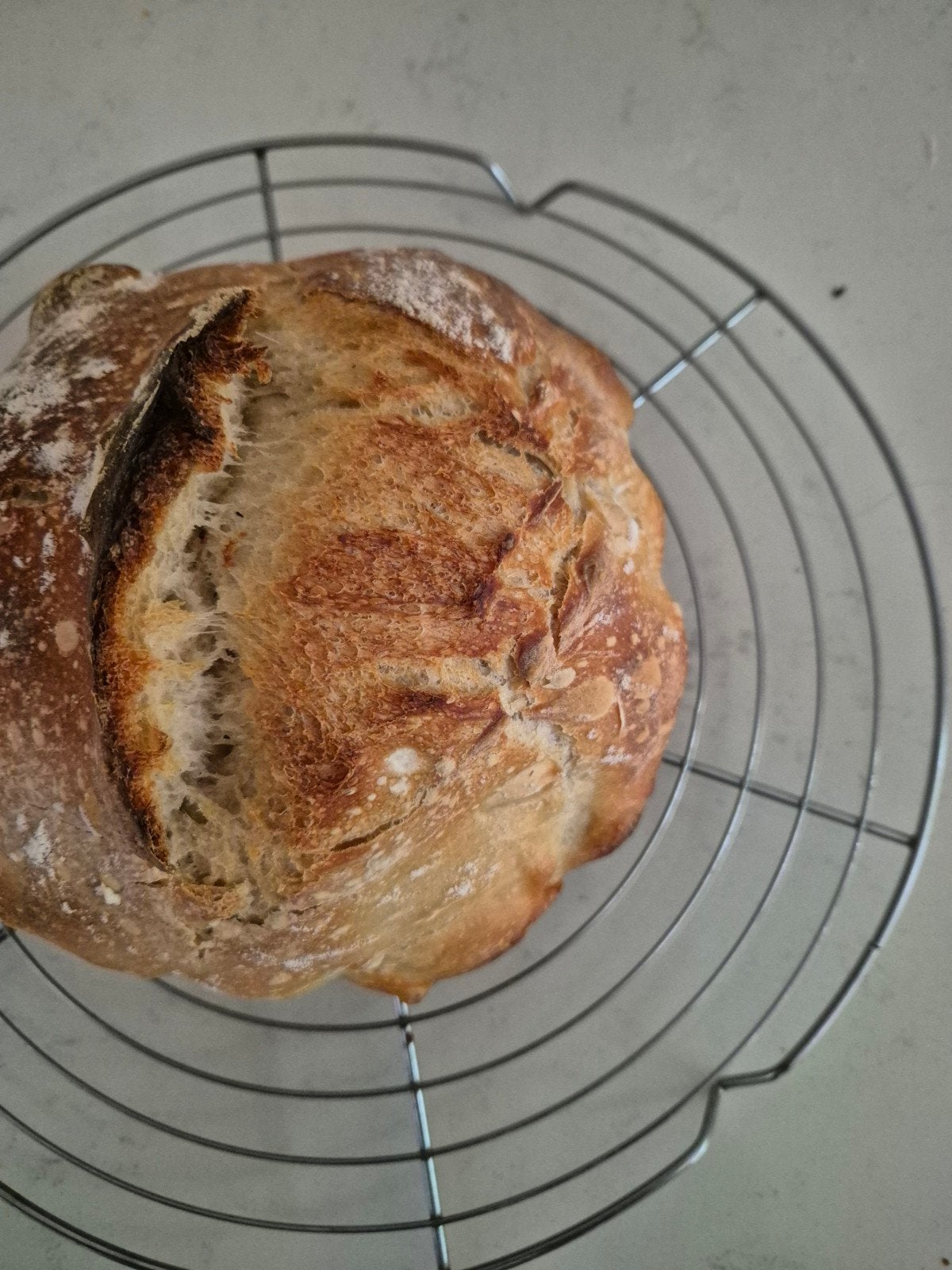 Zuurdesem starter  (mee nemen eigen wekpotje voor vervoer), Ophalen of Verzenden