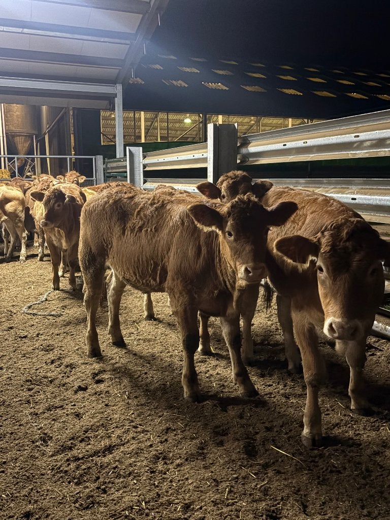 14 onthoornde limousine vaarzen, Dieren en Toebehoren, Vrouwelijk, 0 tot 2 jaar
