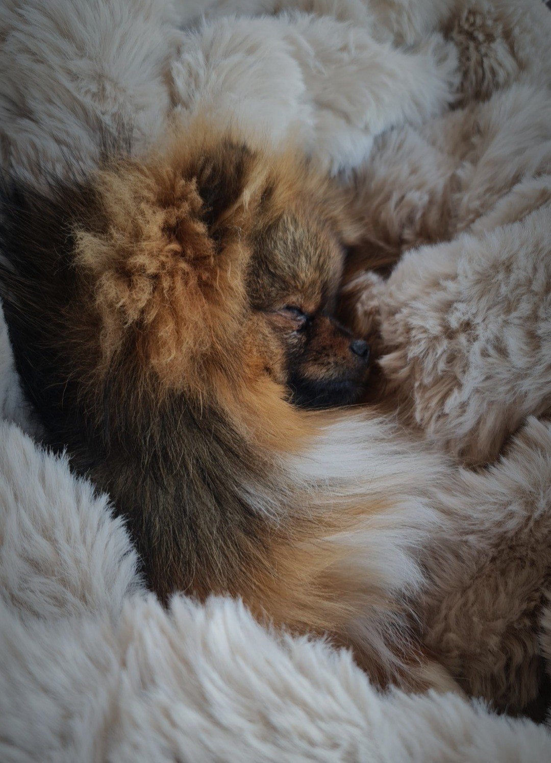 Pomeriaan kereltje, 15 weken tot 1 jaar, Eén hond, Nederland, Particulier