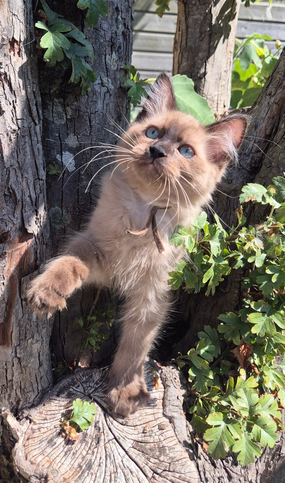 Ragdoll kitten, Meerdere dieren, Gechipt