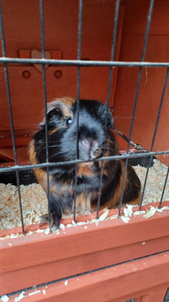 Drie jonge cavia's plus hok en buitenren, Dieren en Toebehoren, Knaagdieren, Februari, Vrouwelijk, Cavia