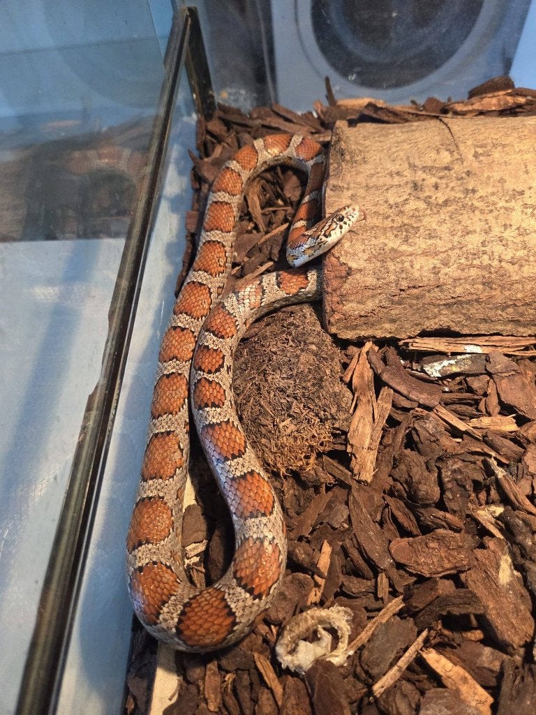 Rattenslang wildkleur: Man, incl terrarium Rat Snake photo 5