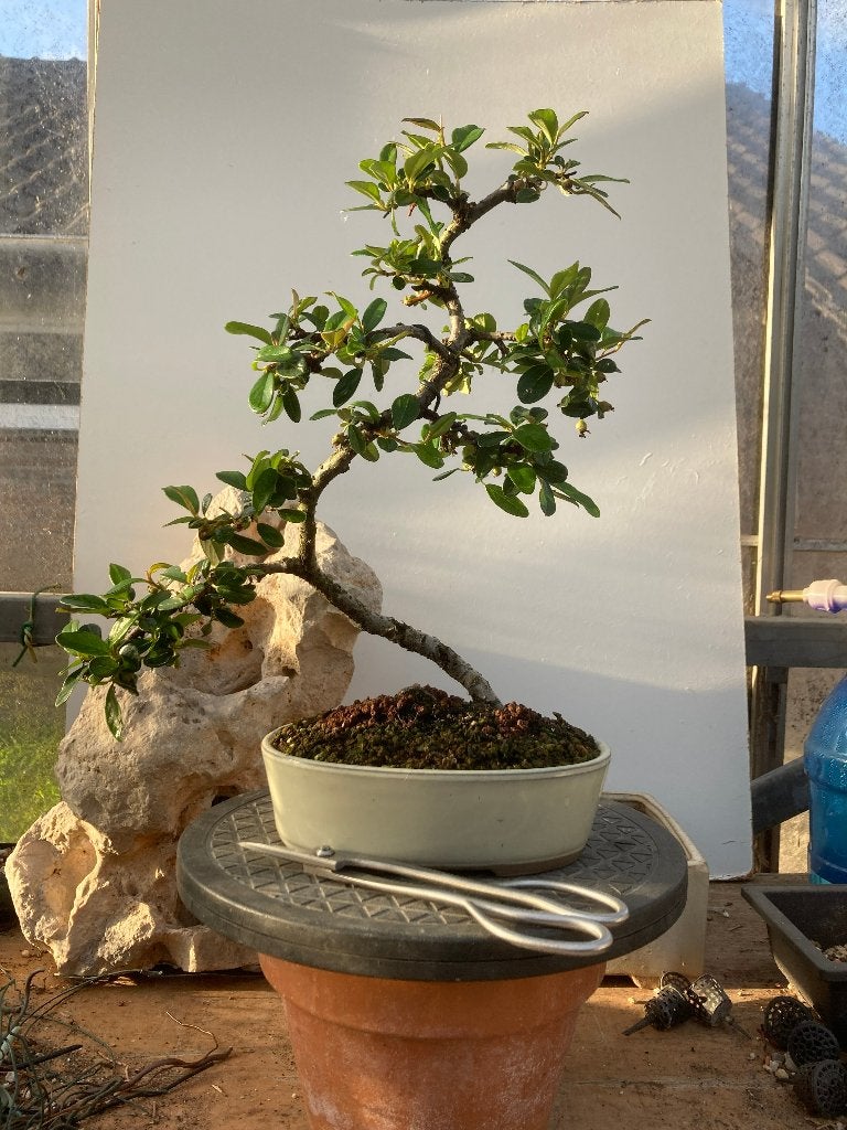 Bonsaï - Cotoneaster Dammeri, Overige soorten, Volle zon, Vaste plant, Ophalen of Verzenden