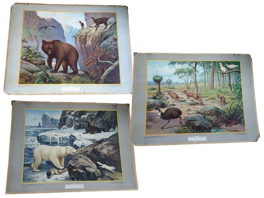 Vintage Schoolposters Natuur, Ophalen, Natuur en Biologie