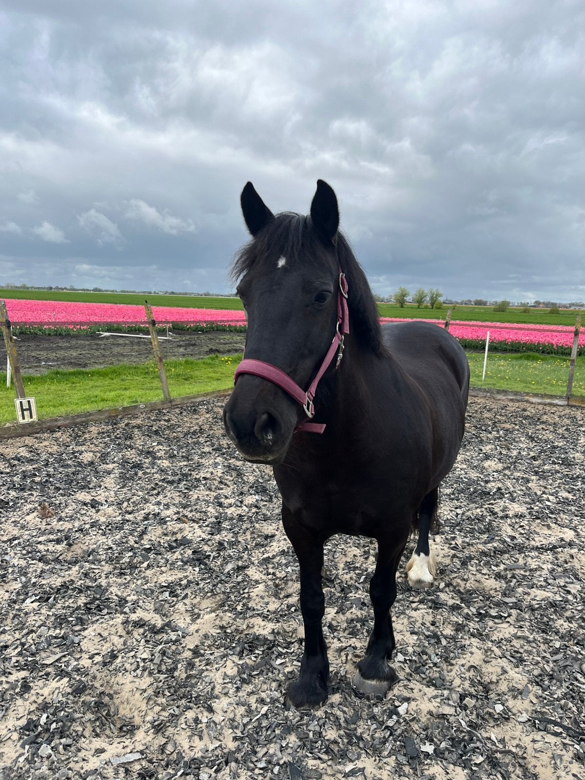 Verzorgpony aangeboden, Dieren en Toebehoren, Ophalen, Nieuw