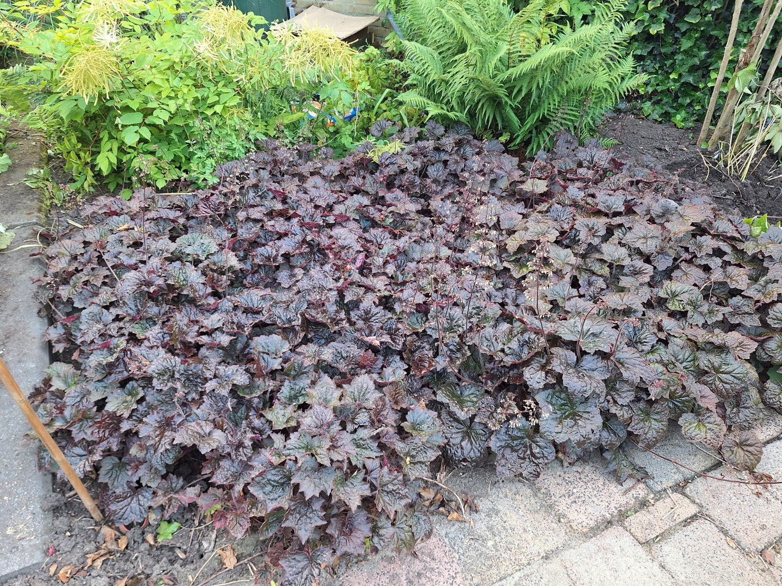 Purperklokje (Heuchera) - Veldje van 2x3 meter, Tuin en Terras, Ophalen, Bodembedekkers, Vaste plant, Halfschaduw