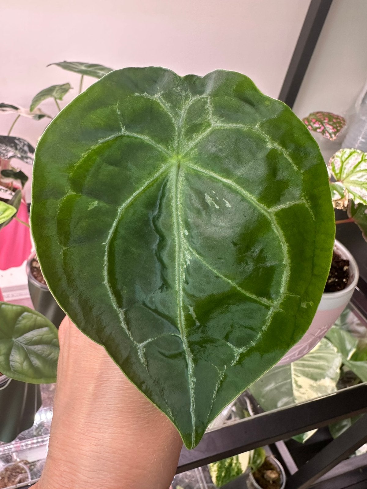 Anthurium forgetti silver variegata, Ophalen of Verzenden, Halfschaduw, Minder dan 100 cm