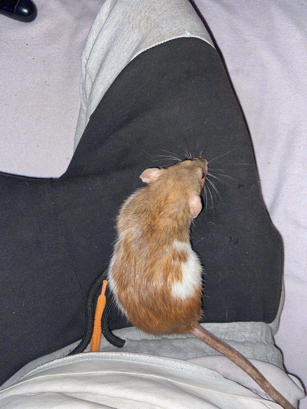 Tammerat, Dieren en Toebehoren, Rat, Augustus, Vrouwelijk, Tam