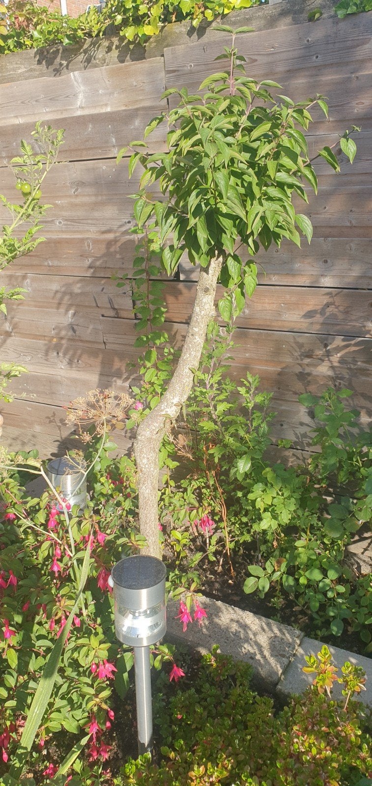 Kornoelje boom 150 cm hoog, Ophalen, Bloeit niet, Halfschaduw, Overige soorten