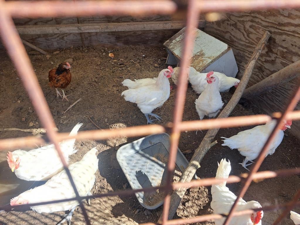 Eieren te koop Wtte leghorn, Dieren en Toebehoren, Geslacht onbekend