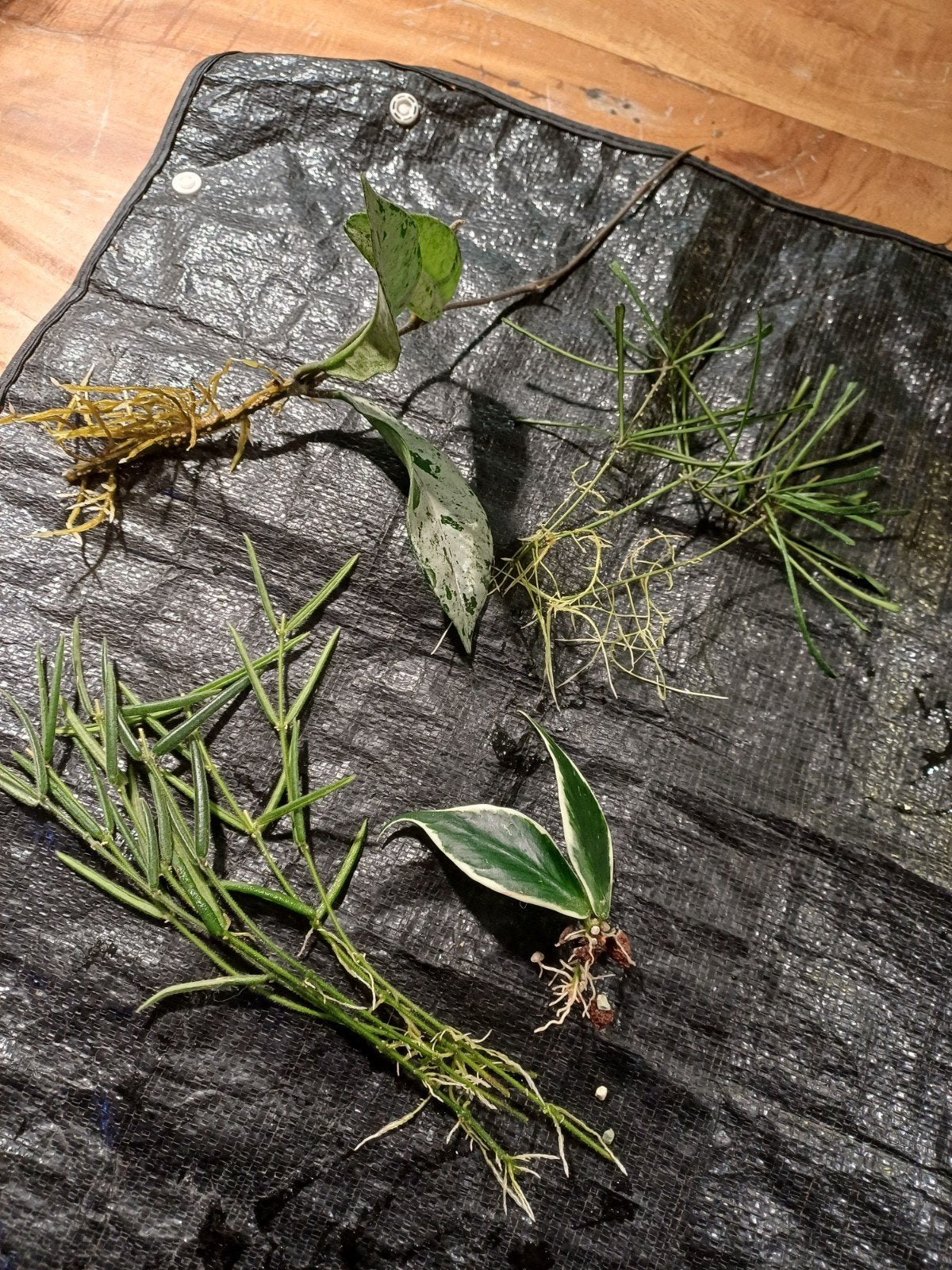 hoya stekken pakket, Huis en Inrichting, Ophalen of Verzenden, Halfschaduw, Minder dan 100 cm
