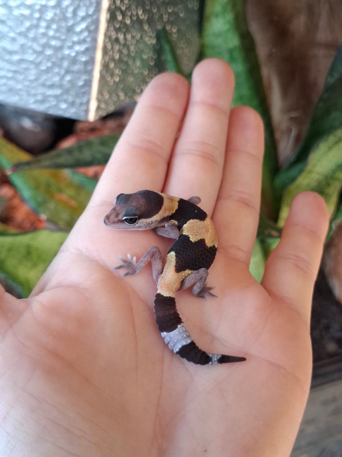 Vetstaartgekko (+ terrarium), Hagedis, 0 tot 2 jaar