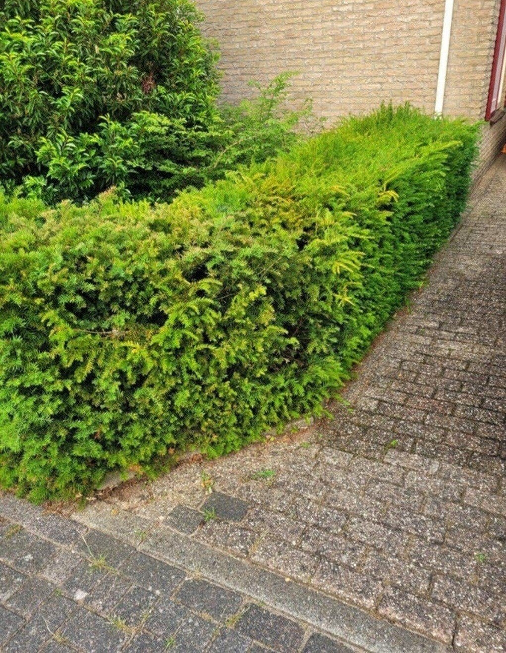 Mooie Taxus baccata 'Summergold' haag 4meter, Ophalen, Taxus