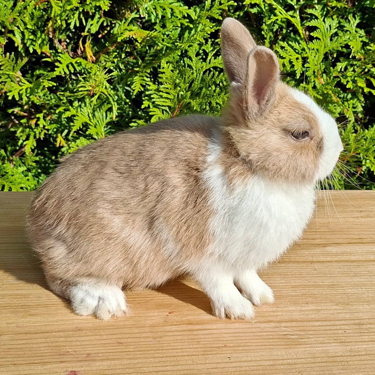 kleurdwerg mismarked hollander ram (ingeënt), Dieren en Toebehoren, Mannelijk, Dwerg, 0 tot 2 jaar