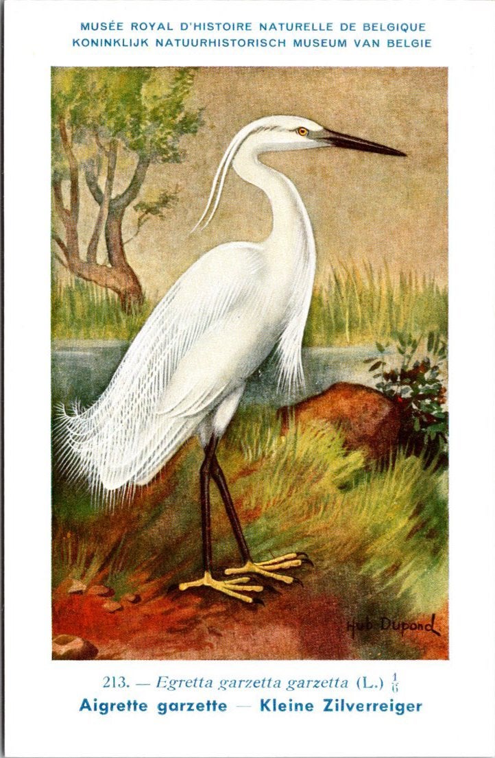 Kleine Zilverreiger / Little Egret – Nº 213 – (KBIN / IRSNB), Verzamelen, Ansichtkaarten | Dieren, Verzenden, 1940 tot 1960, Ongelopen
