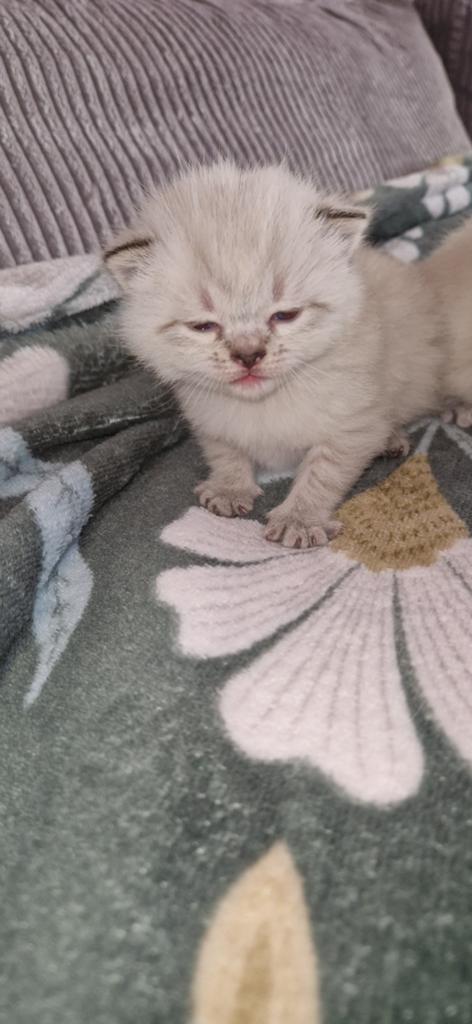 Britse Korthaar/Langhaar kittens Raszuiver Britjes, Meerdere dieren, Kortharig, 0 tot 2 jaar