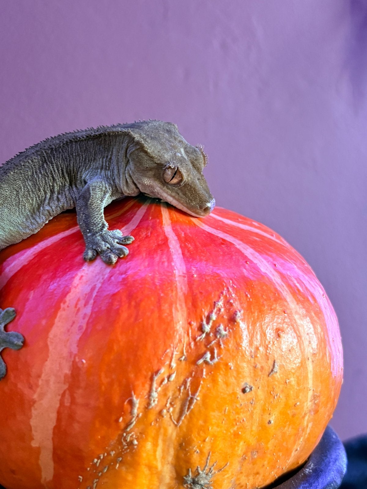 Charcoal phantom male crested gecko wimpergekko Crested Gecko - unknown for sale from Het Woudvrouwtje