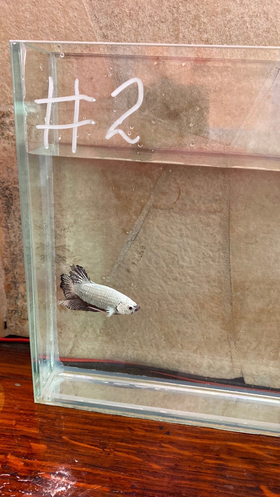 Betta’s, Vis