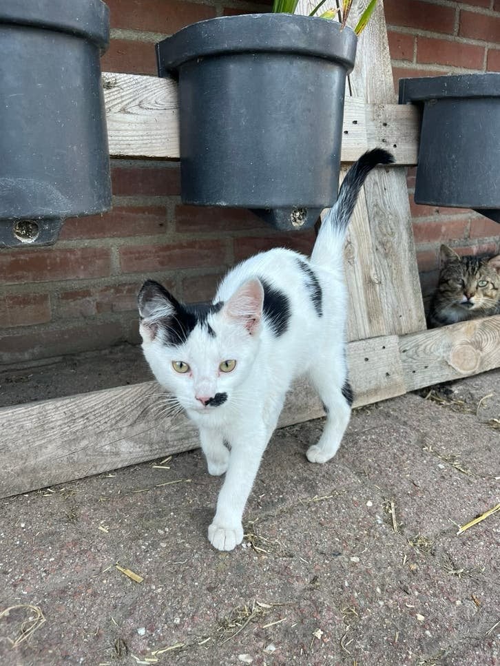 prachtige kittens, Meerdere dieren