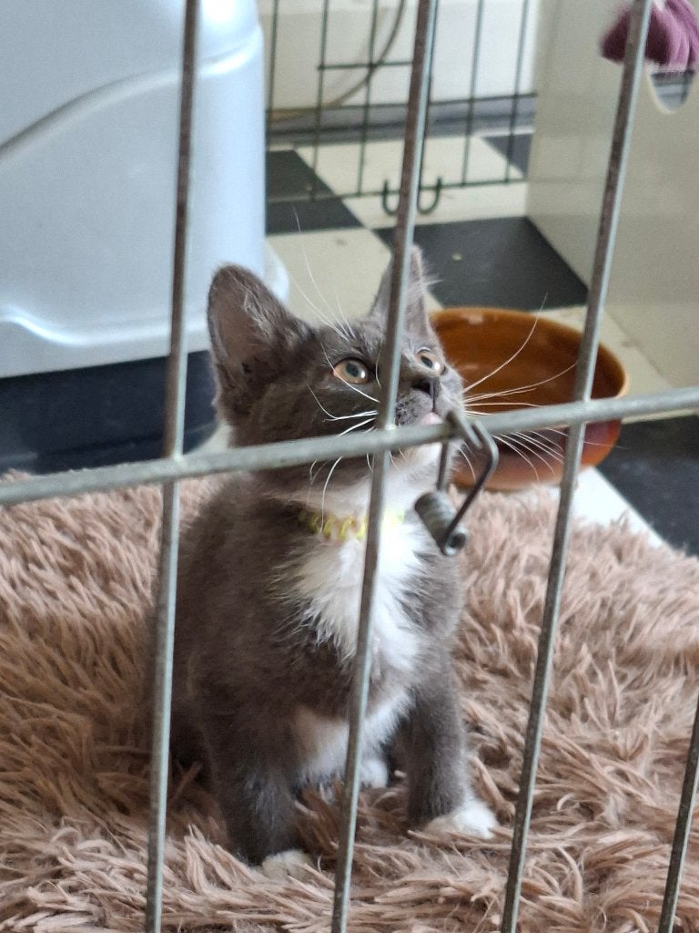 Blauw grijze kitten, schitterende aparte kleur!, Dieren en Toebehoren, Katten en Kittens | Overige Katten, Kater, Kortharig, 0 tot 2 jaar