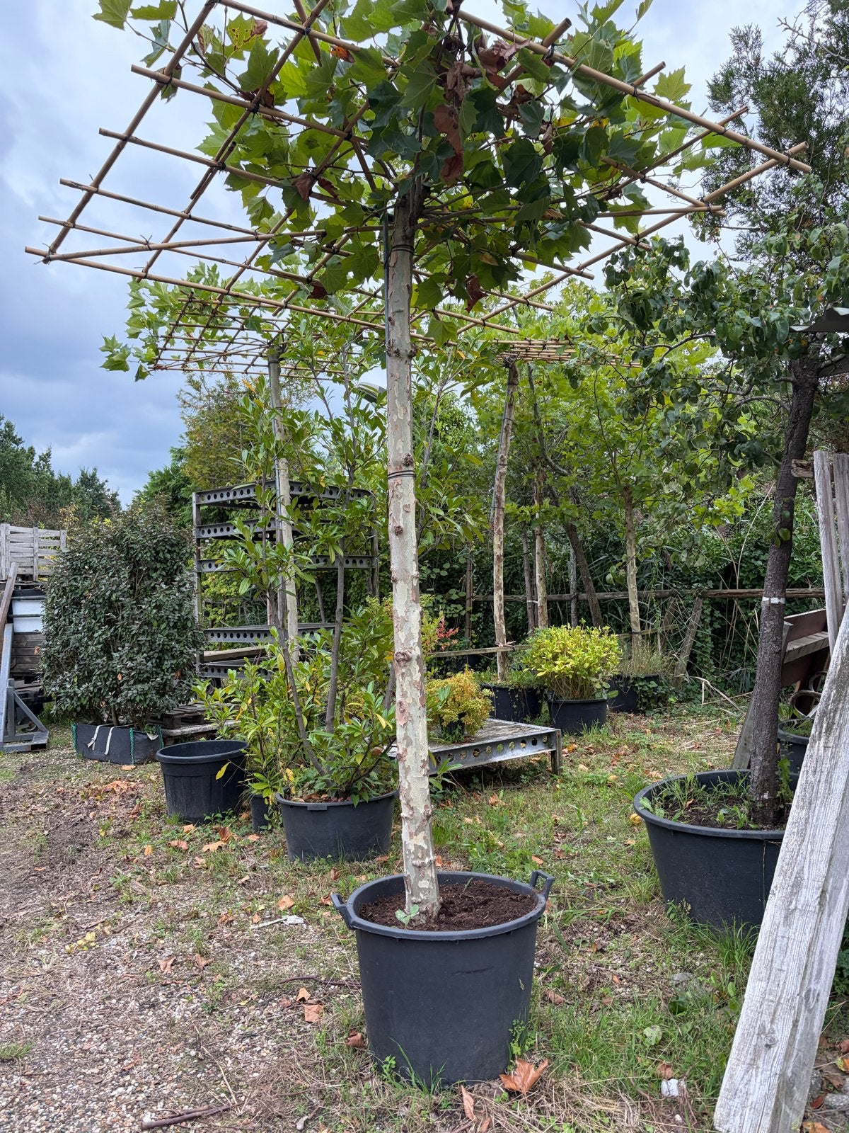 SALE Dak plataan met dikke stam en 240 cm stamhoogte, Tuin en Terras, Bloeit niet, Ophalen of Verzenden, 100 tot 250 cm, Dakboom