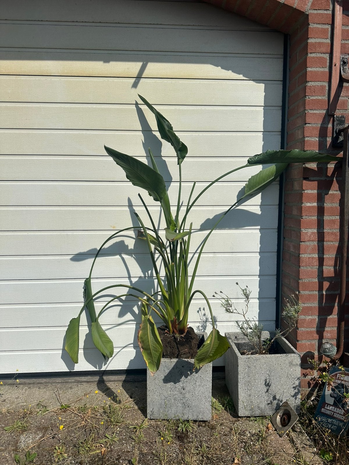 Grote kamerplant - paradijsvogel plant, Ophalen, Halfschaduw, Minder dan 100 cm