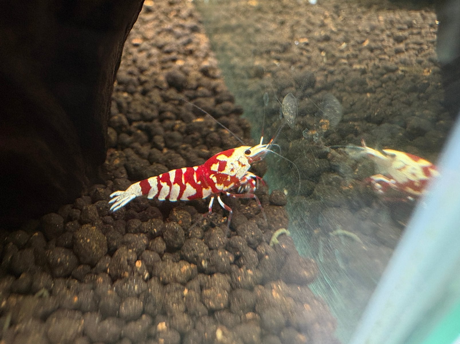Red Fancy Tiger vrouwtje, Dieren en Toebehoren, Vissen | Aquariumvissen, Kreeft, Krab of Garnaal, Zoetwatervis, Schoolvis