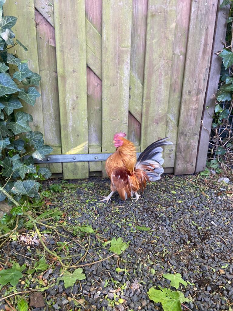 Serama hanen, Dieren en Toebehoren, Mannelijk, Kip
