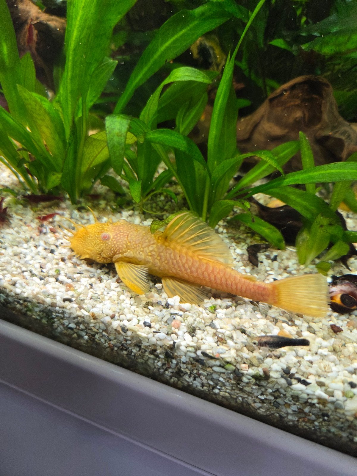 Ancistrus borstelneus algeneter albino man aquarium vis, Vis