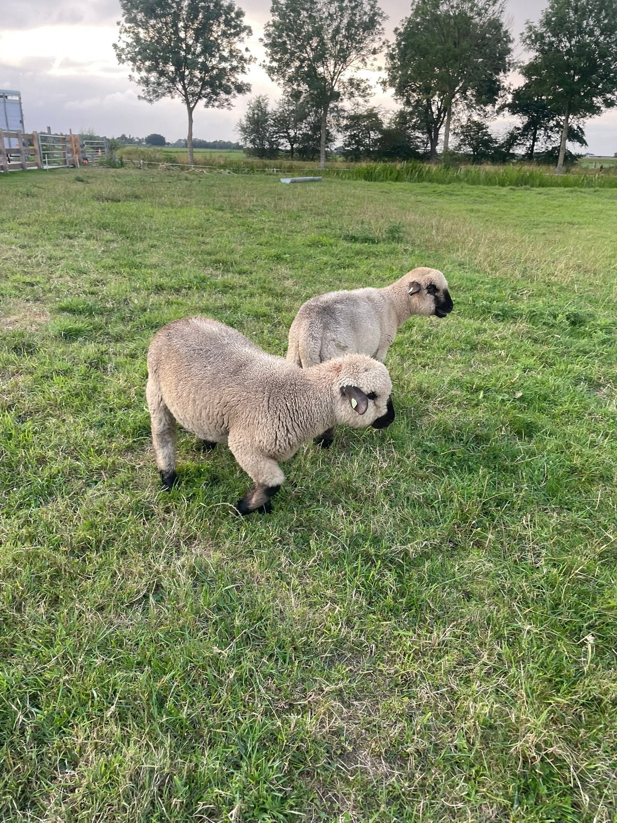 Hamshiredown rammen, Mannelijk, Schaap